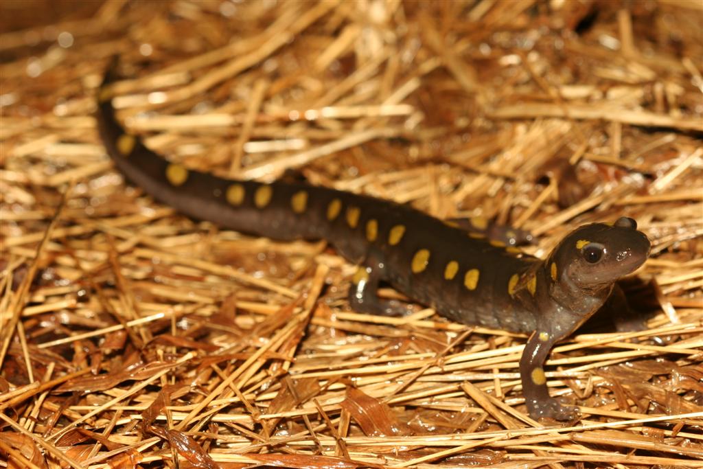 Adult spotted salamander (Ambystoma maculatum). Adult spotted salamander (Ambystoma maculatum). Credit: Charlie Eichelberger